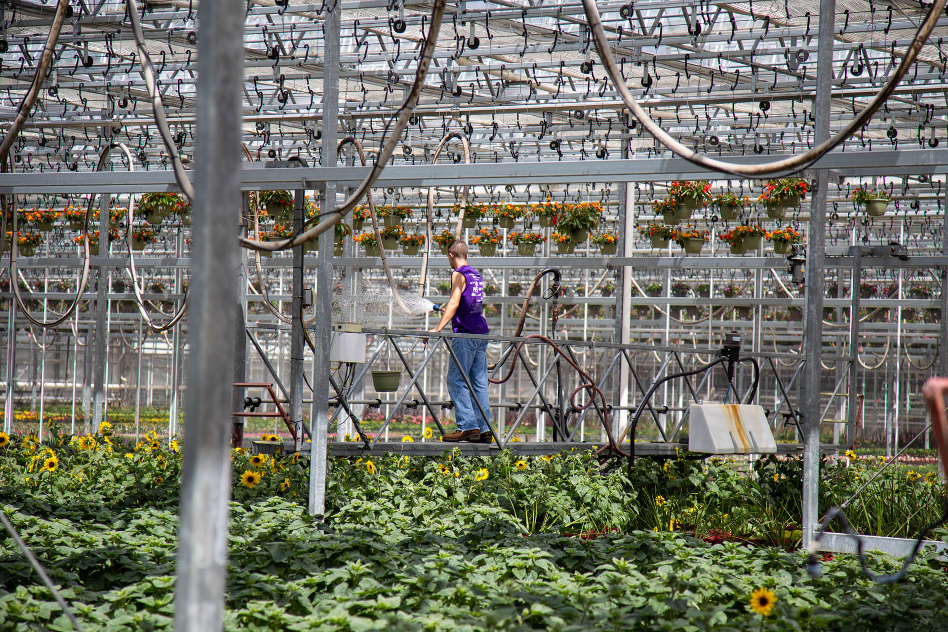 employee watering plants