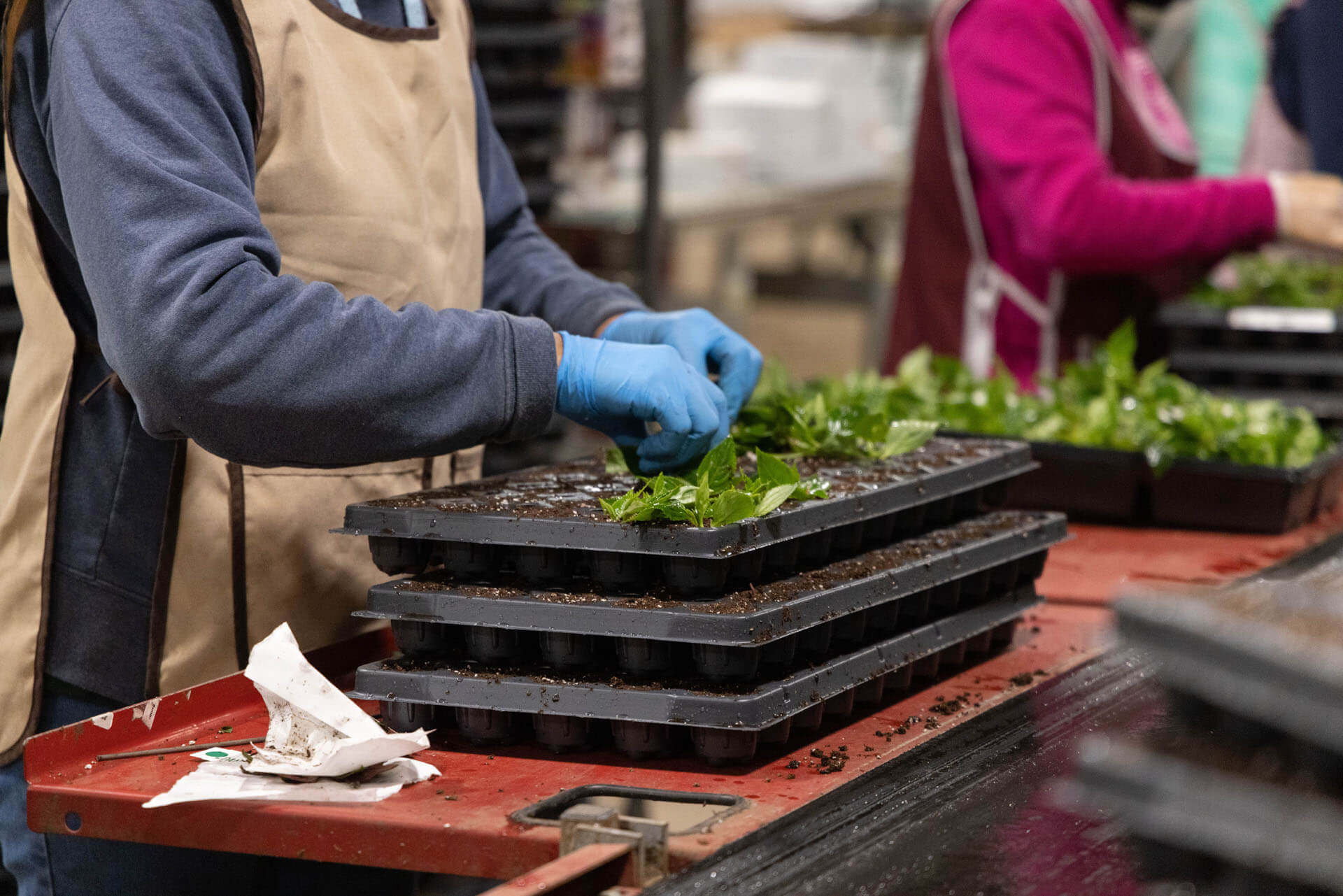 employee watering plants