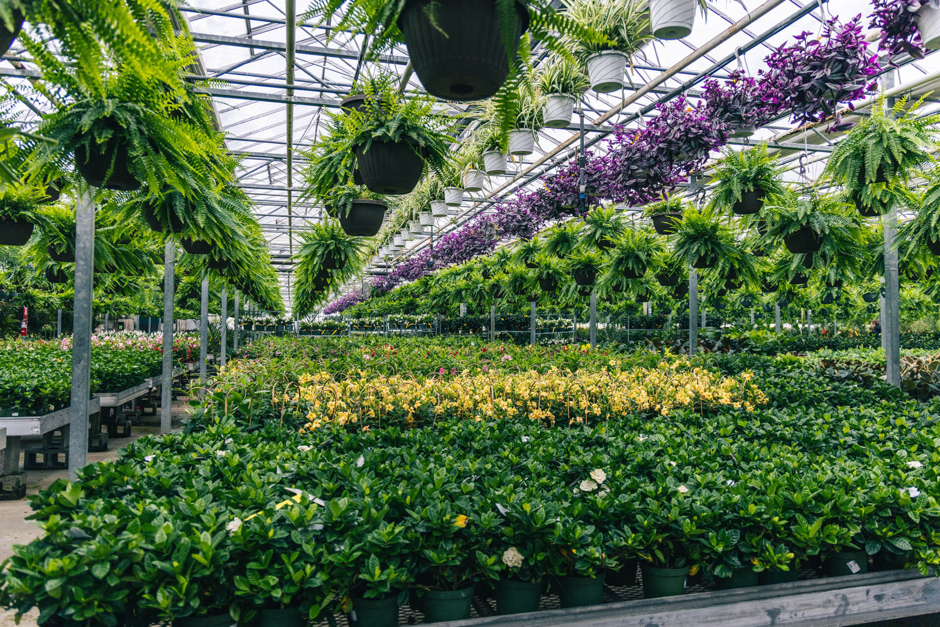 employee watering plants