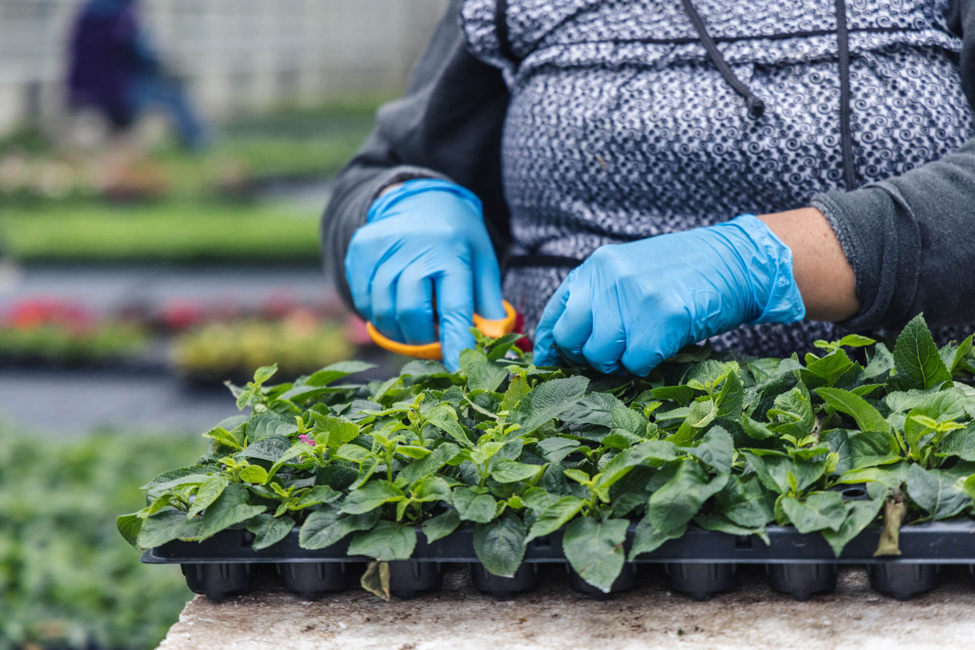 employee watering plants