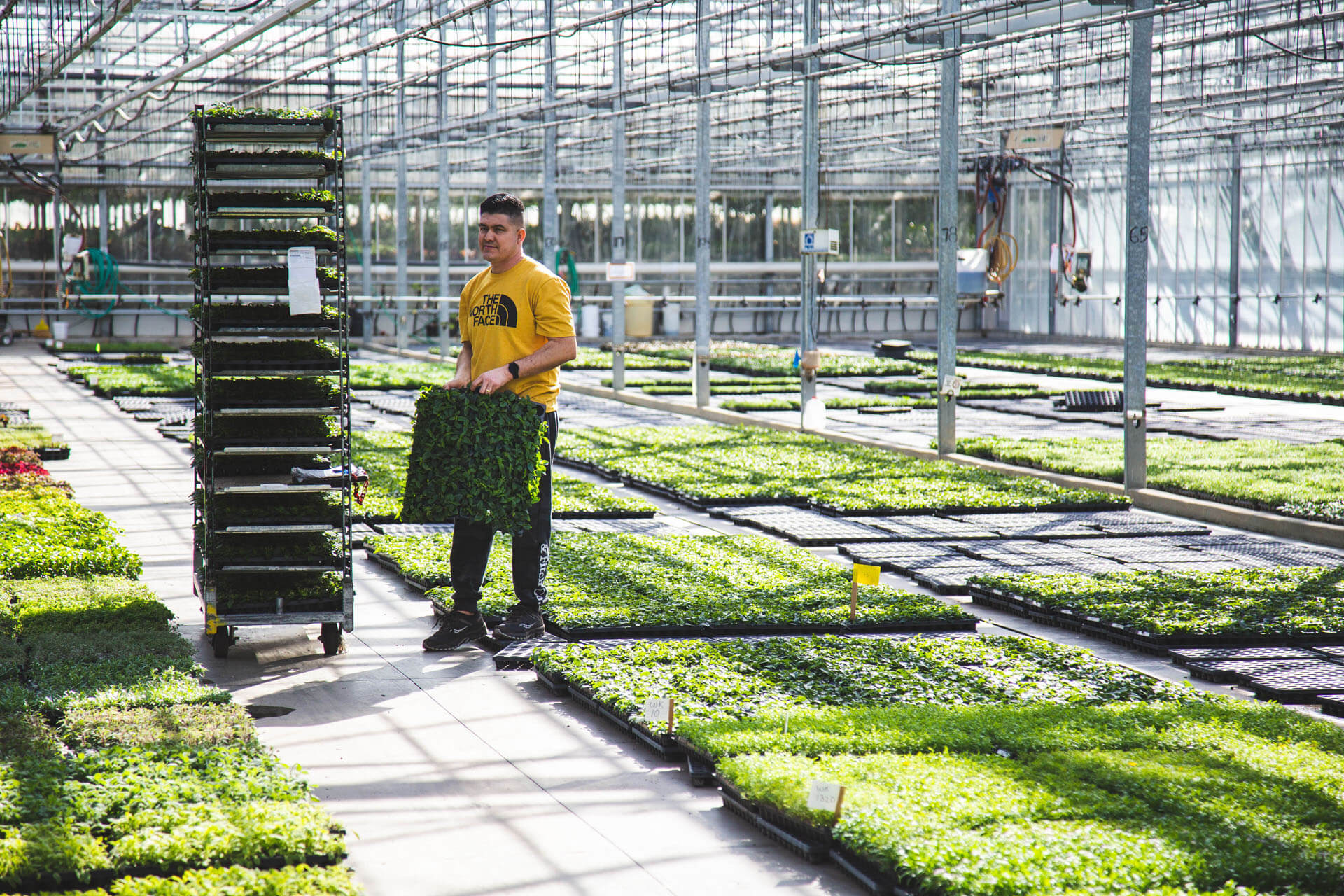 employee watering plants