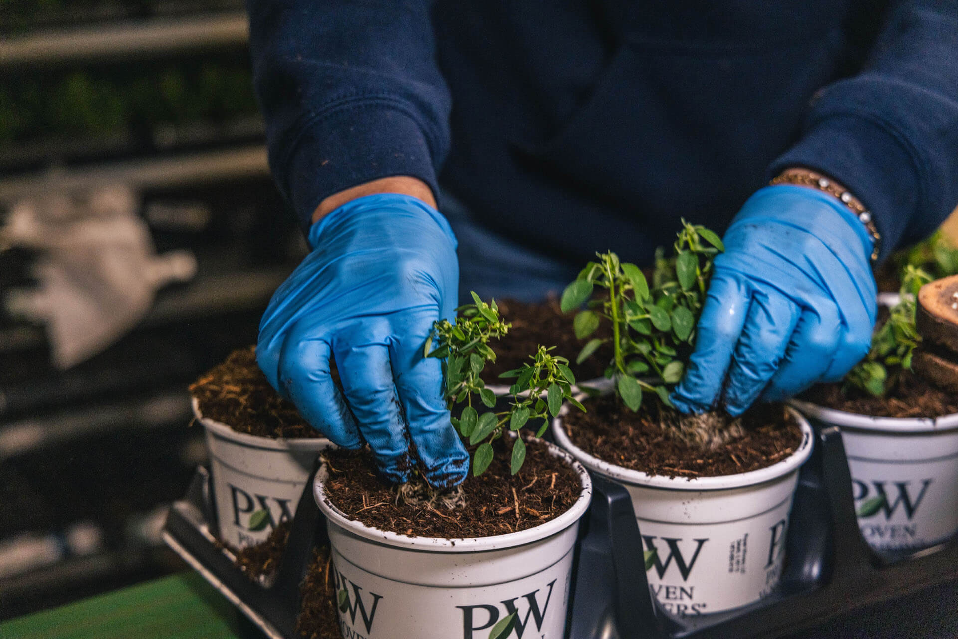employee watering plants