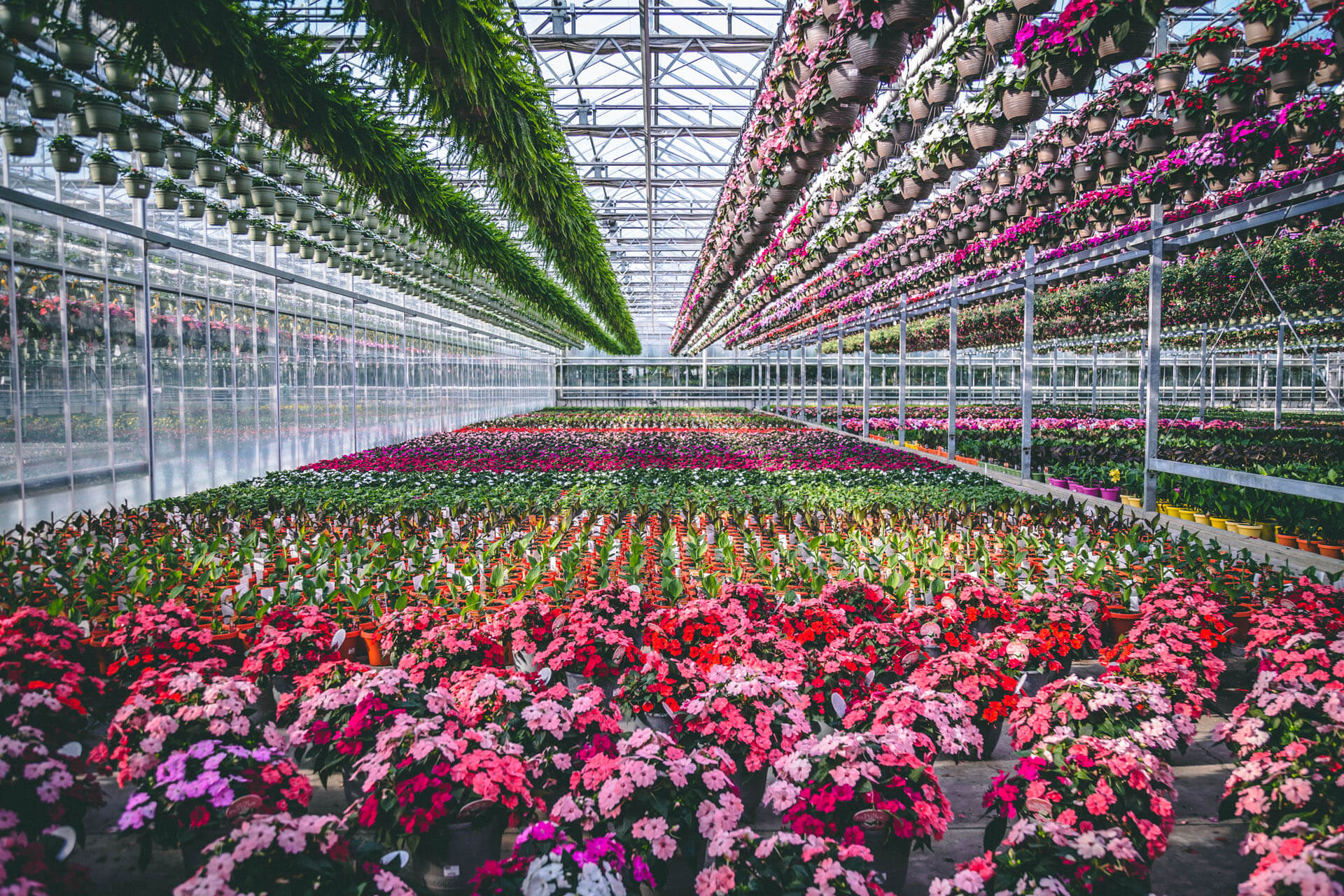 Casa Verde greenhouse interior