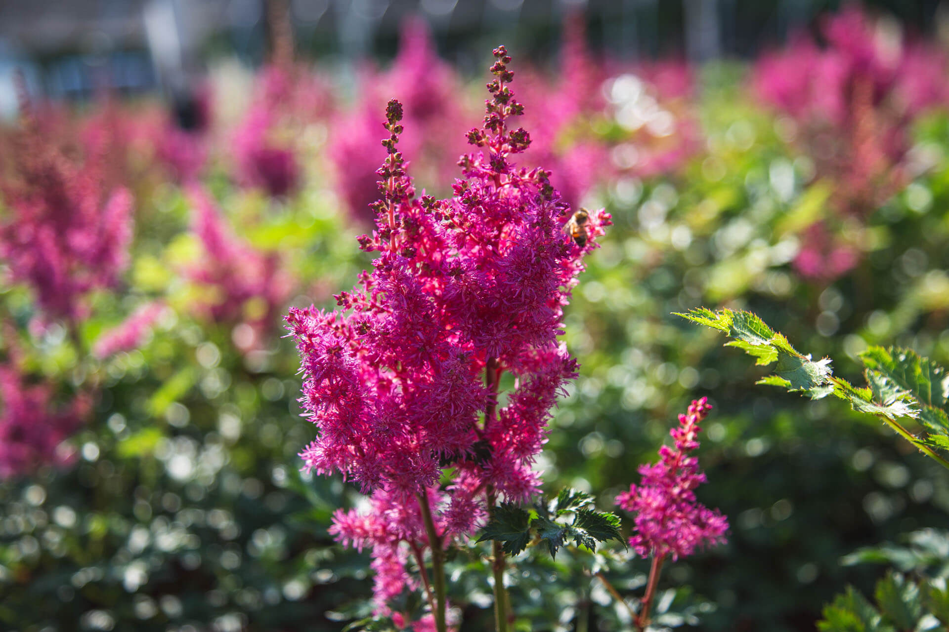 Nepeta Catmint Perennial
