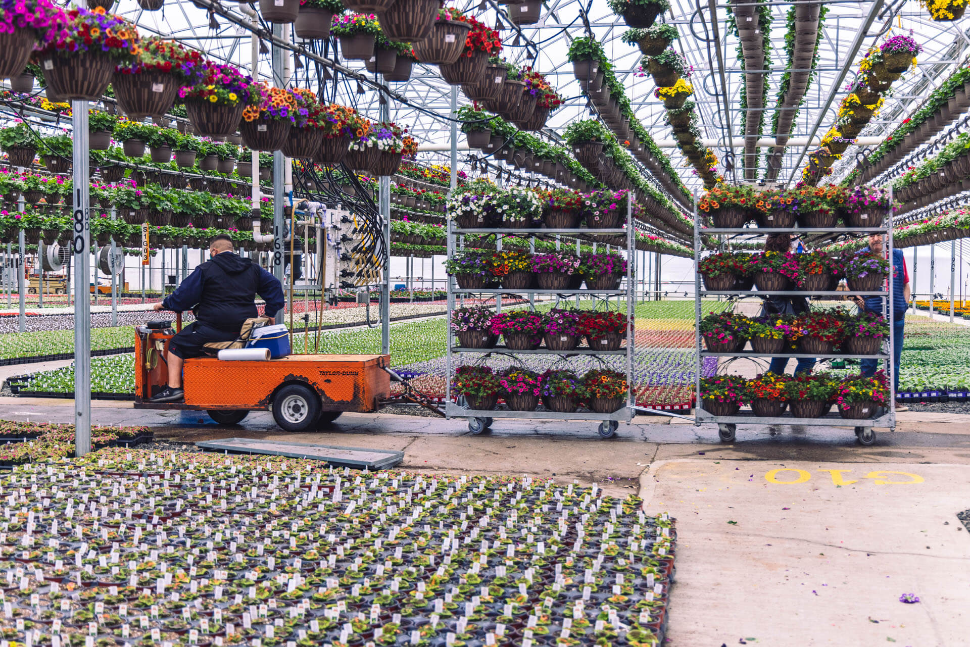 employee watering plants