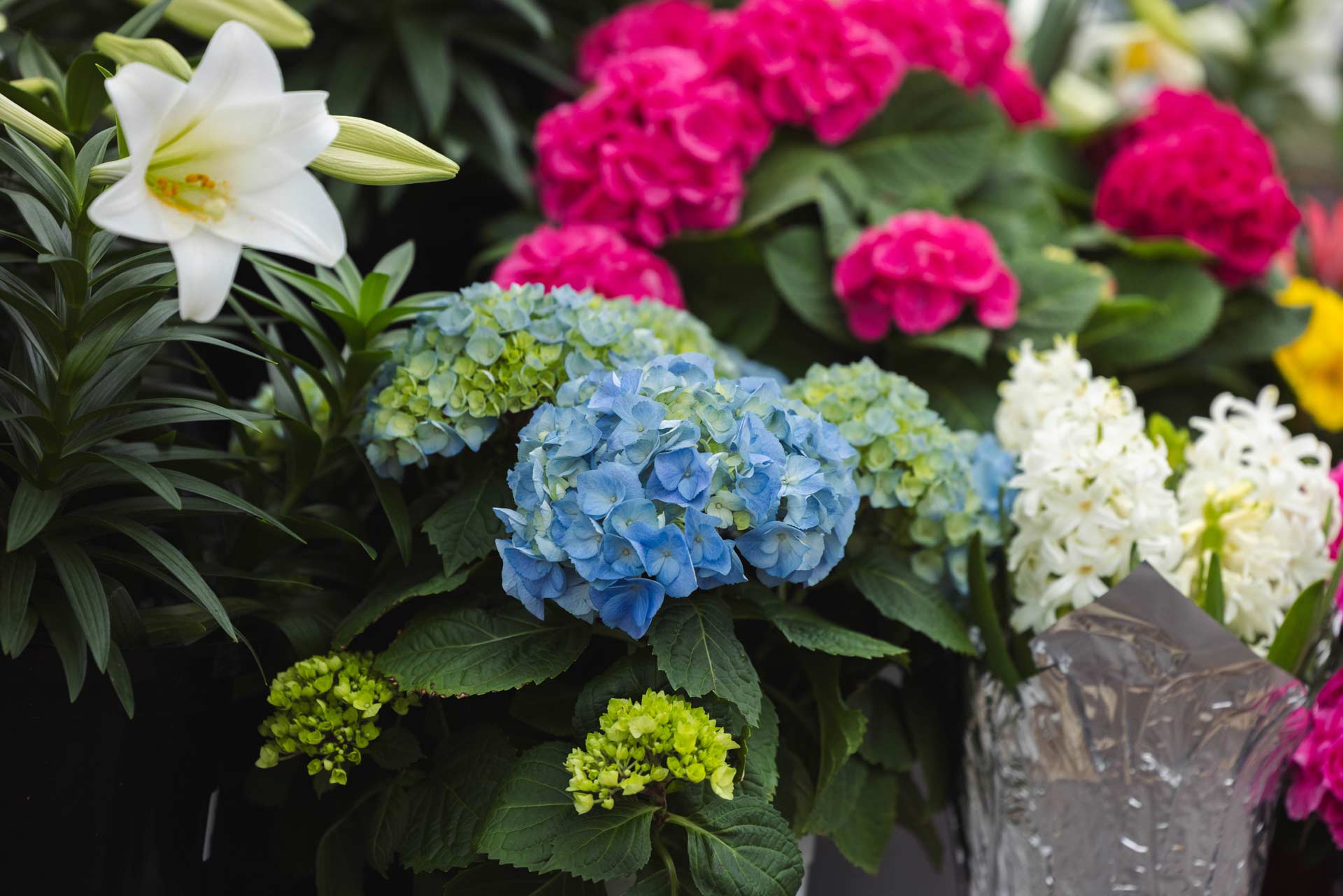 Grouping of pink and blue florist hydrangeas with white easter lilies and hyacinths in a garden center